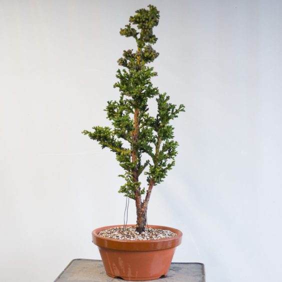 来自空中压条的柳杉盆景 - 2018年1月