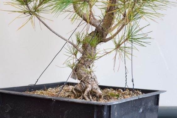 未来盆景的树干