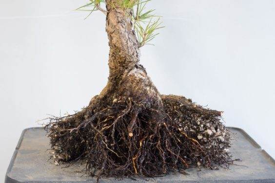 在根本没有生根的盆景一半之后