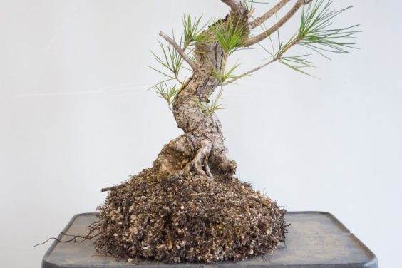 修剪了盆景根茎部分之后