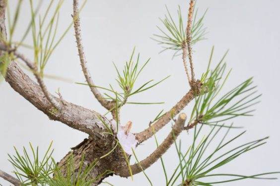 将盆景干线修剪到一个小存根