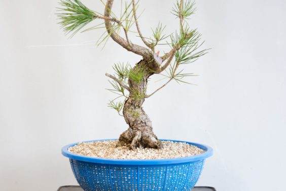 盆景树干的下半部分