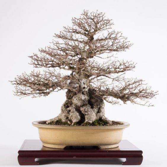 韩国鹅耳枥盆景