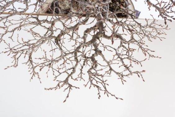 在盆景修剪之前