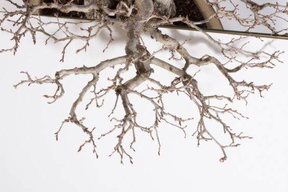 图解 如何修剪韩国鹅耳枥盆景的细枝