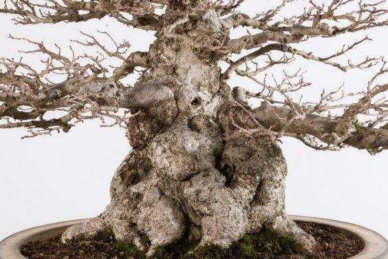 盆景树干的细节