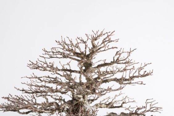 盆景顶点的特写镜头