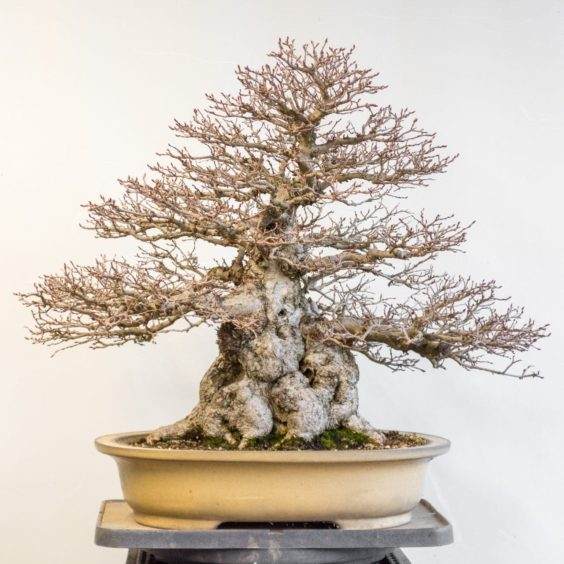 看我是如何修剪韩国鹅耳枥盆景