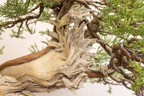 梦幻般的Sierra杜松在湾岛盆景的第十九届年度展览