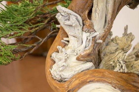 梦幻般的Sierra杜松在湾岛盆景的第十九届年度展览