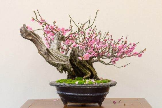 梦幻般的Sierra杜松在湾岛盆景的第十九届年度展览