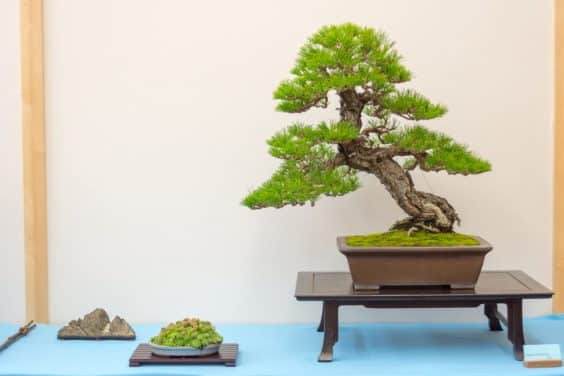 梦幻般的Sierra杜松在湾岛盆景的第十九届年度展览