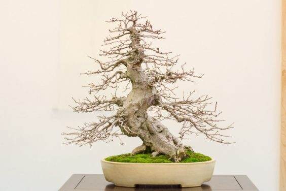 梦幻般的Sierra杜松在湾岛盆景的第十九届年度展览