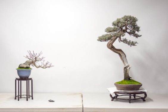 用西方杜松和日本枫树来设置盆景展示台