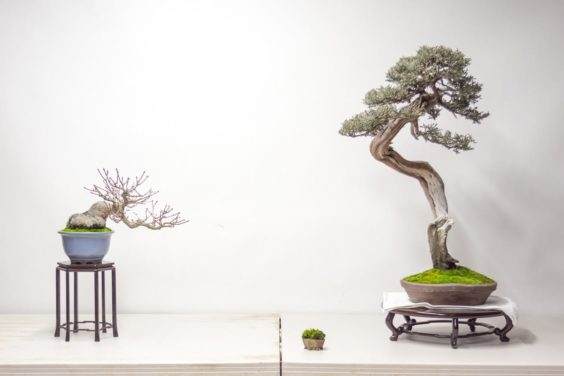 用西方杜松和日本枫树来设置盆景展示台