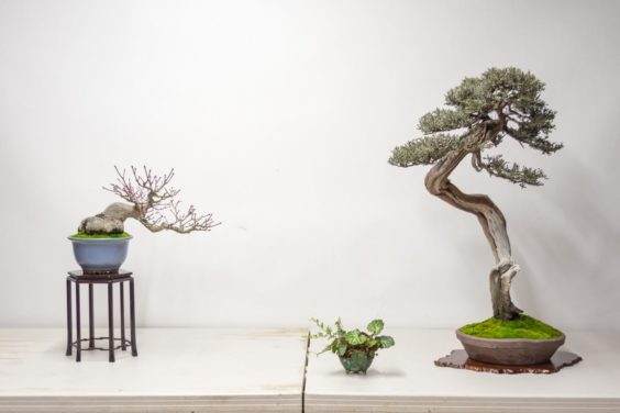 用西方杜松和日本枫树来设置盆景展示台