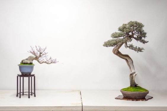 用西方杜松和日本枫树来设置盆景展示台