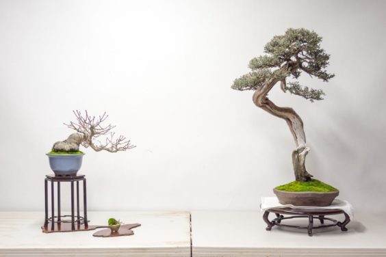 用西方杜松和日本枫树来设置盆景展示台