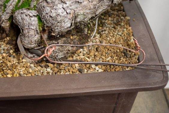 图解 如何使用盆景工具 C型钳子的方法