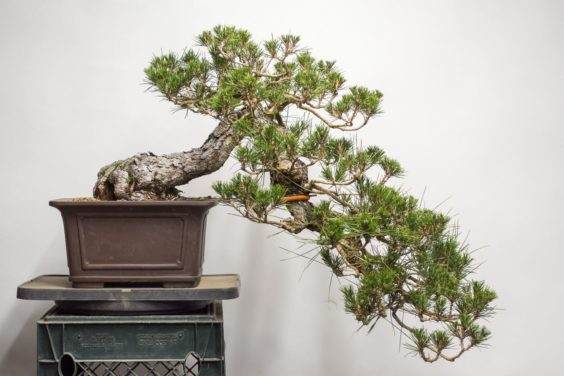 黑松盆景,2018年1月