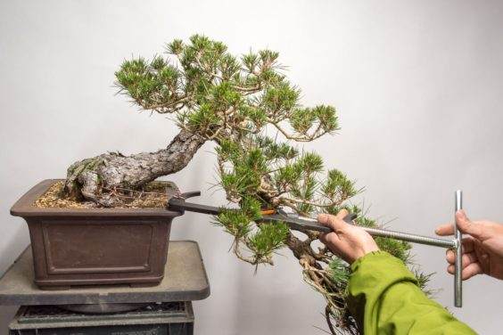 图解 如何使用盆景工具 C型钳子的方法