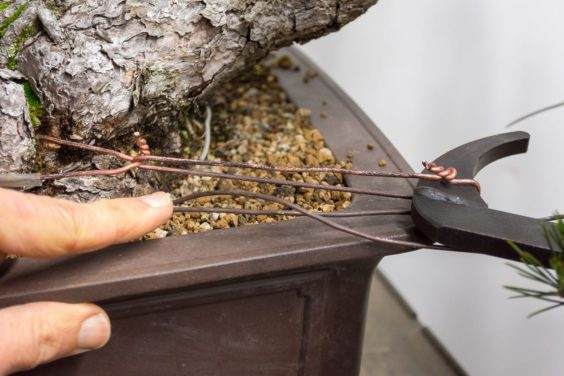 图解 如何使用盆景工具 C型钳子的方法