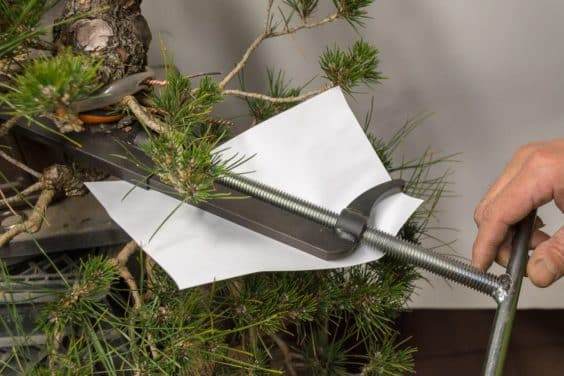 一张纸保护下面的盆景树叶