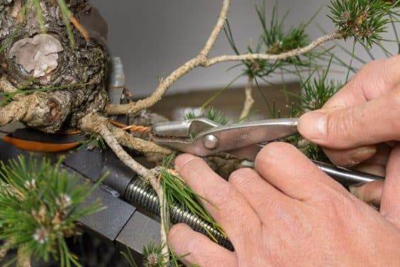 图解 如何使用盆景工具 C型钳子的方法