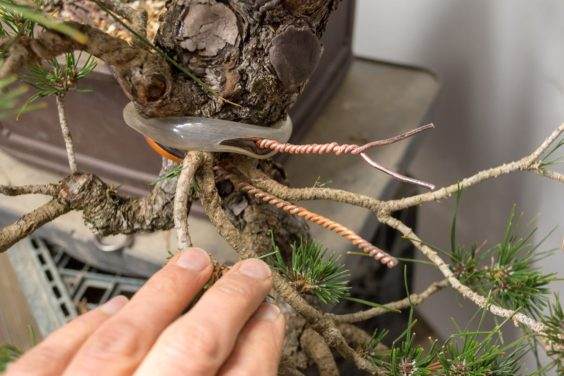 图解 如何使用盆景工具 C型钳子的方法