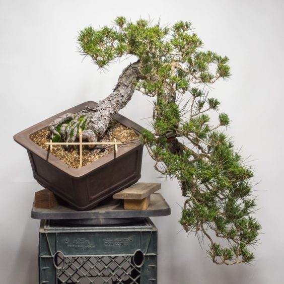 图解 如何使用盆景工具 C型钳子的方法