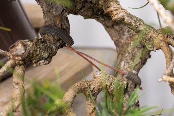 图解 如何使用盆景工具 C型钳子的方法