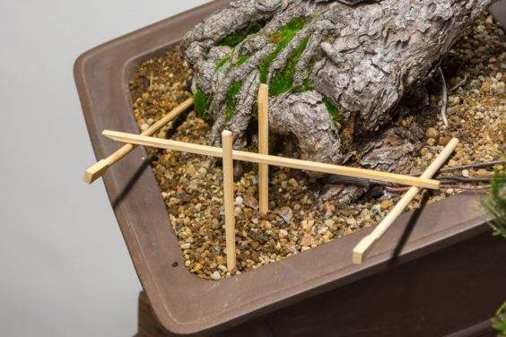 图解 如何使用盆景工具 C型钳子的方法