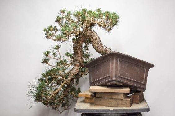 图解 如何使用盆景工具 C型钳子的方法