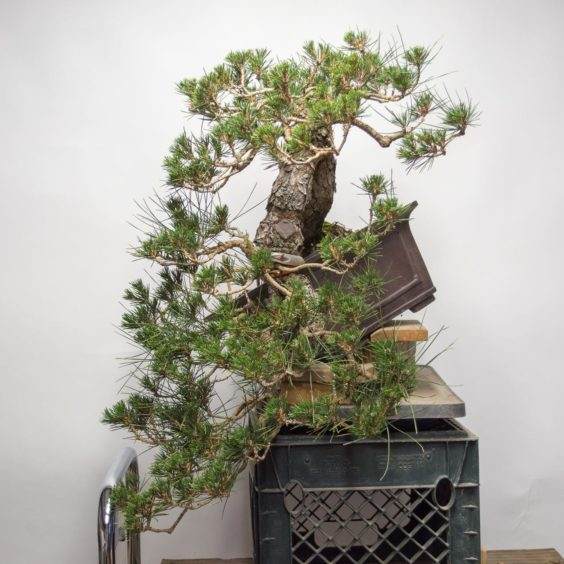 图解 如何使用盆景工具 C型钳子的方法