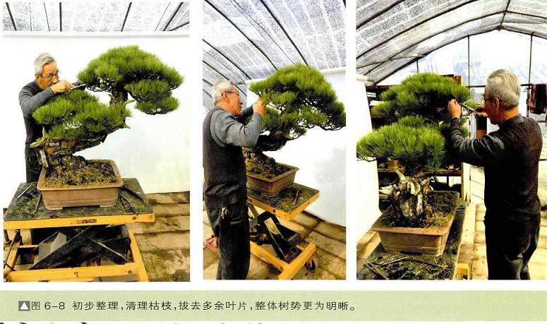 图解 一株两面可观的赤松盆景怎么制作过程