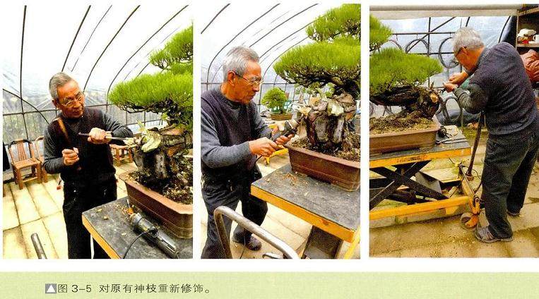 图解 一株两面可观的赤松盆景怎么制作过程