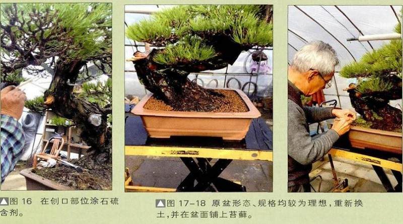 图解 一株两面可观的赤松盆景怎么制作过程