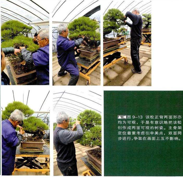 图解 一株两面可观的赤松盆景怎么制作过程