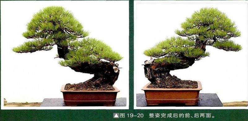 图解 一株两面可观的赤松盆景怎么制作过程