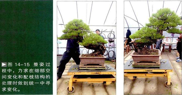 图解 一株两面可观的赤松盆景怎么制作过程