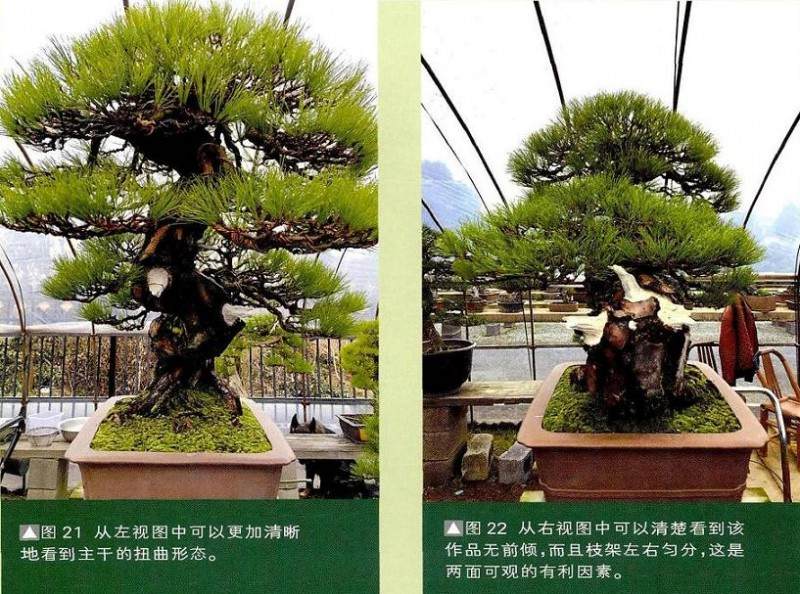 图解 一株两面可观的赤松盆景怎么制作过程