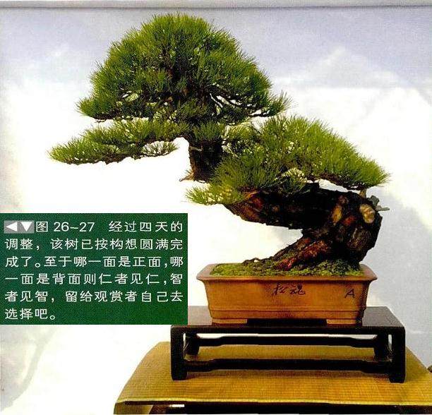 图解 一株两面可观的赤松盆景怎么制作过程