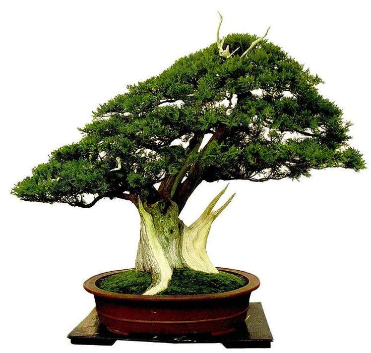 枯梢式盆景的制作过程 图片