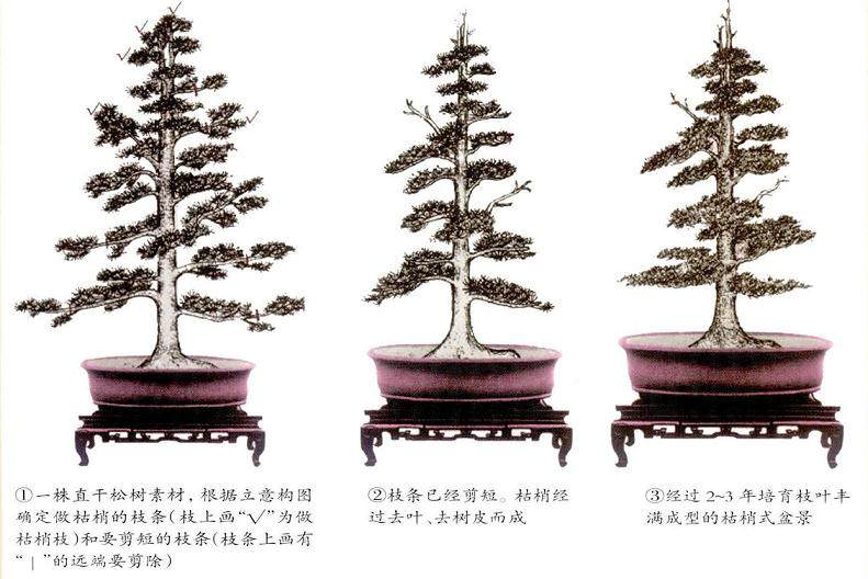枯梢式盆景的制作过程 图片