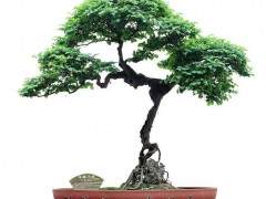 盆景是对树木自然生长的扭曲 是对生命的摧残