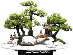 虞吕龙的松树盆景作品欣赏