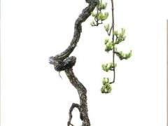 十二三年前 我做过一件《松风柳韵》盆景