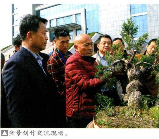 近年山东盆景园艺爱好者队伍逐渐扩大