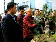 近年山东盆景园艺爱好者队伍逐渐扩大