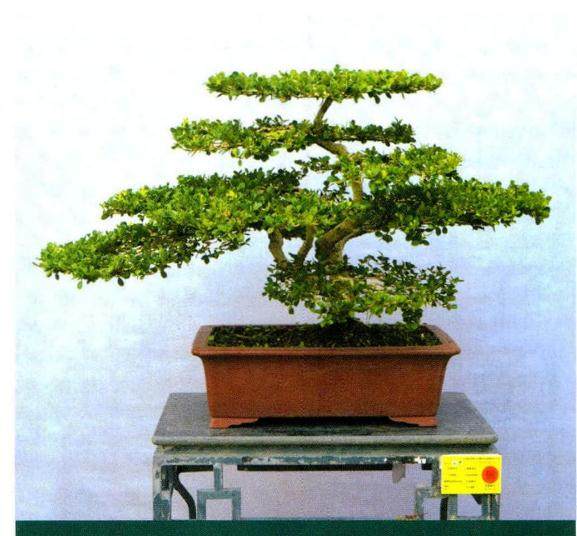 云南黄杨盆景可分为5个品种  